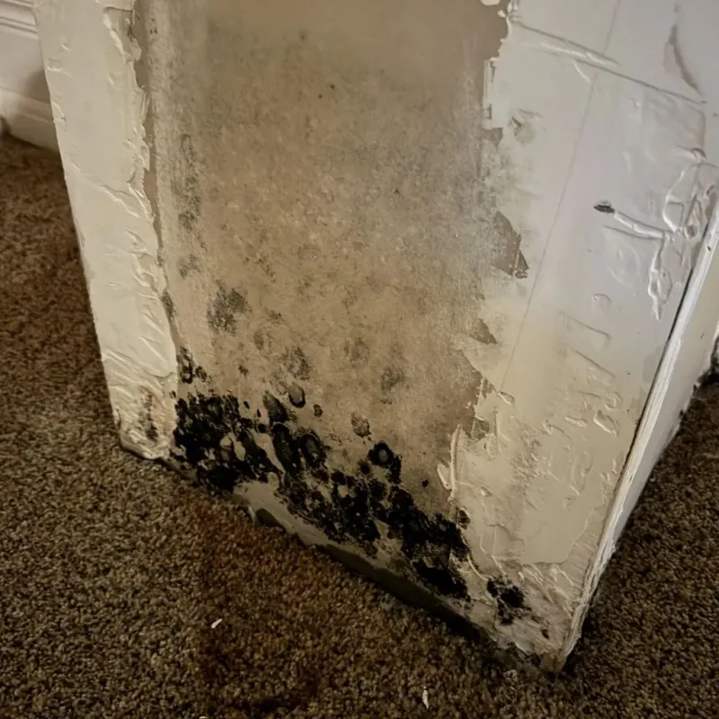 Professional Mold Removal in Burnham, IL